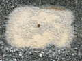 beachplatz-bau005
